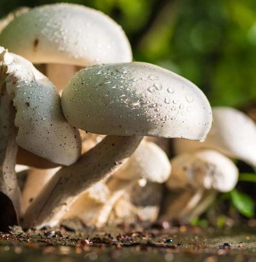 蘑菇视频黑料吃瓜大全